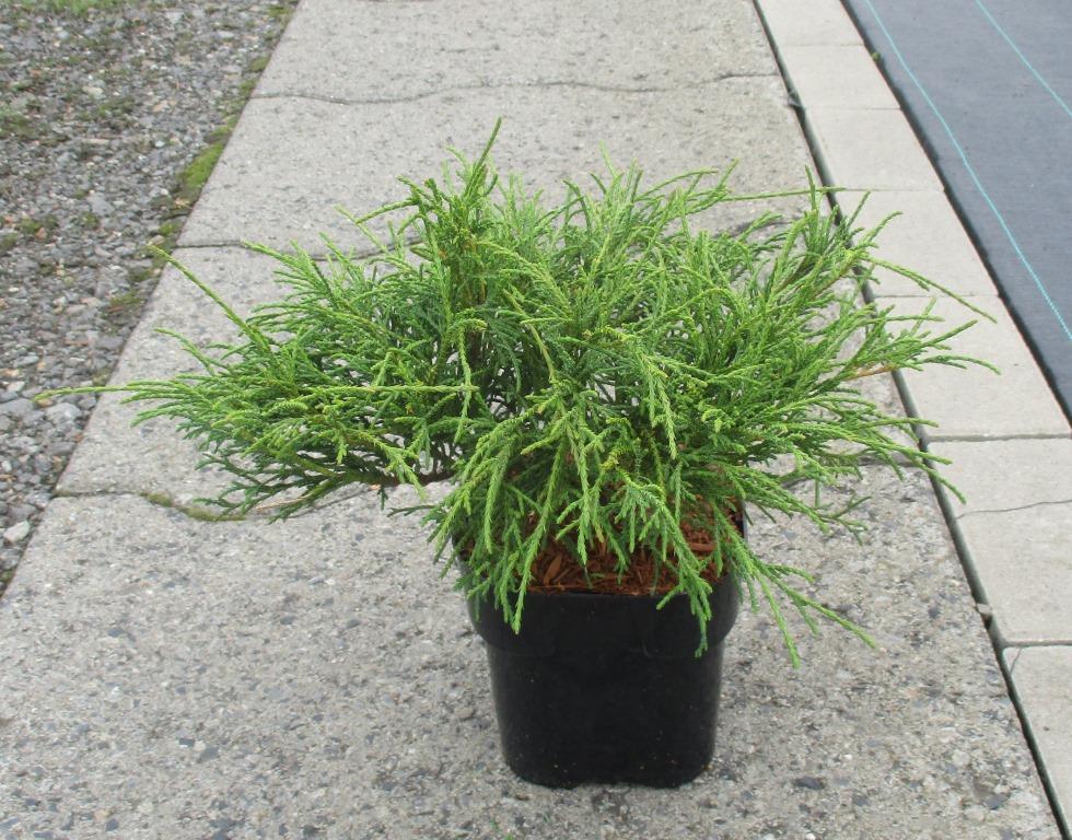 Кипарисовик горохоплодный Филифера Нана